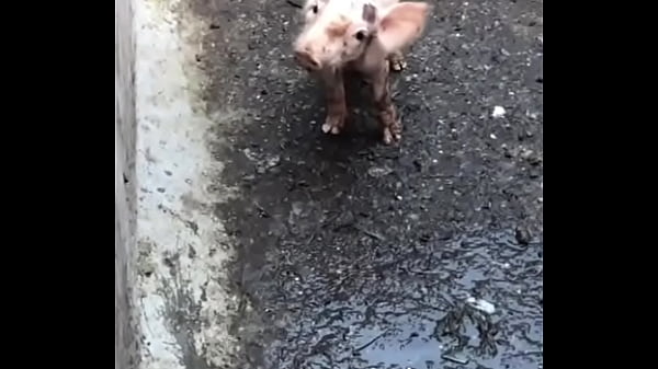 Vaca